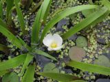 Stratiotes aloides. Цветущее растение в сообществе с Hydrocharis morsus-ranae и Spirodela polyrhiza. Томск, старичное озеро. 14.06.2012.