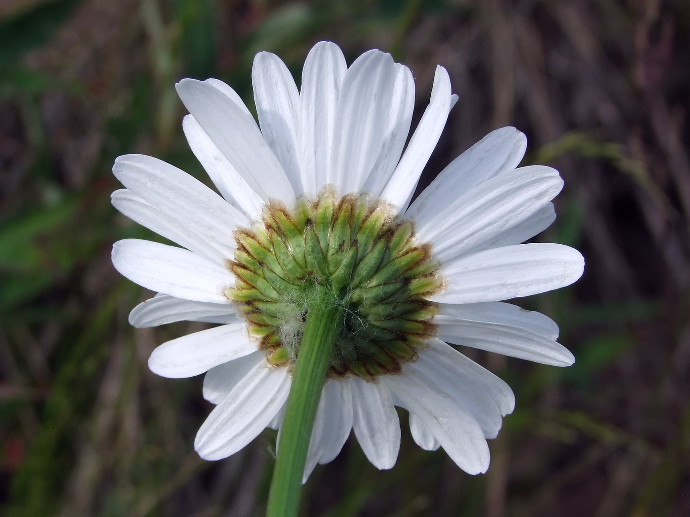 Изображение особи Leucanthemum ircutianum.