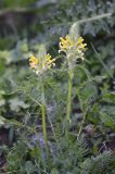 Pedicularis condensata