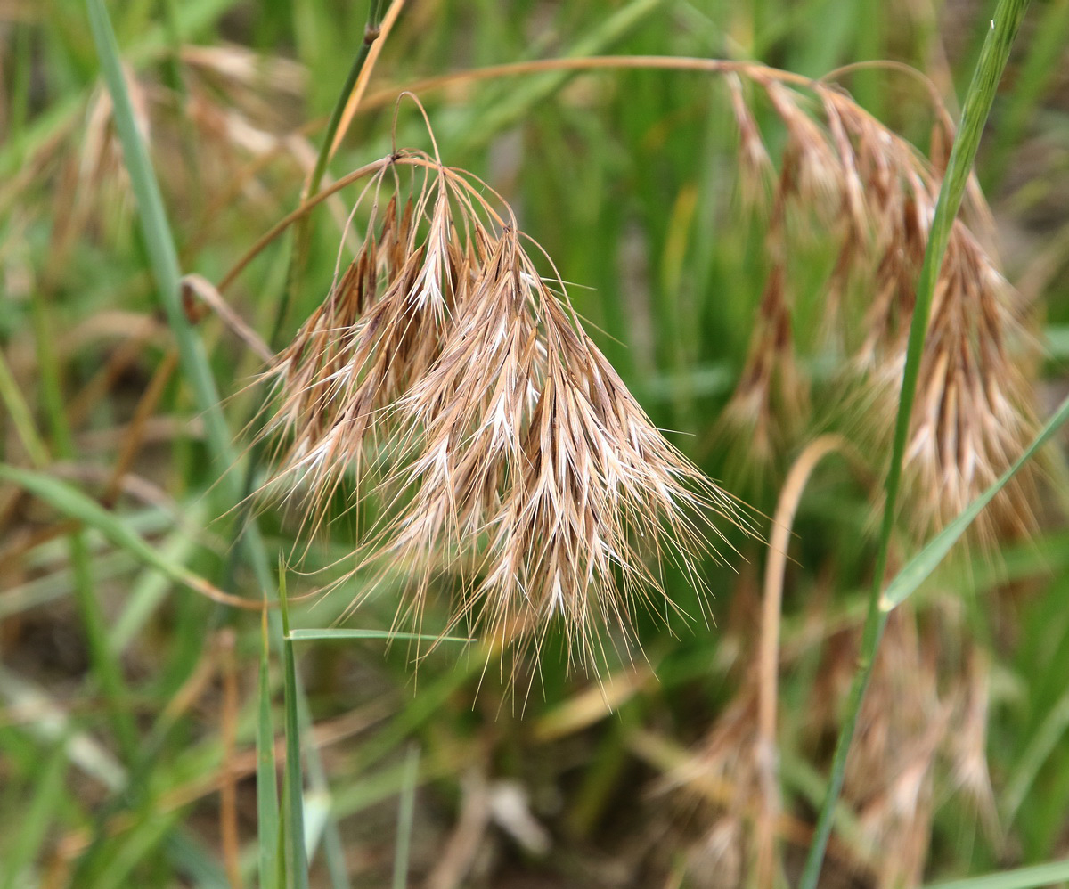 Изображение особи Anisantha tectorum.