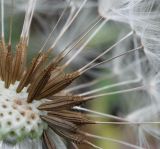 Taraxacum pectinatiforme. Семянки в соплодии. Краснодарский край, станица Шкуринская, обочина дороги вблизи сазовой степи. 26.12.2010.