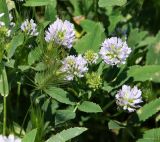 Trigonella procumbens. Верхушки побегов с соцветиями. Краснодарский край, Анапский муниципалитет, г. Анапа, Детский парк, р. Анапка, луг на островке. 31.05.2021.