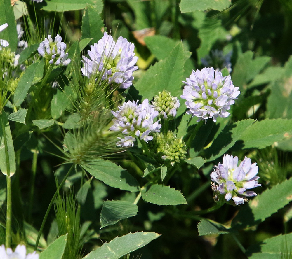 Image of Trigonella procumbens specimen.