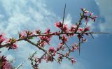 Amygdalus spinosissima