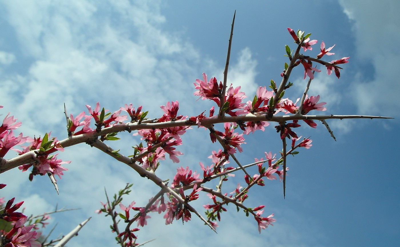 Изображение особи Amygdalus spinosissima.
