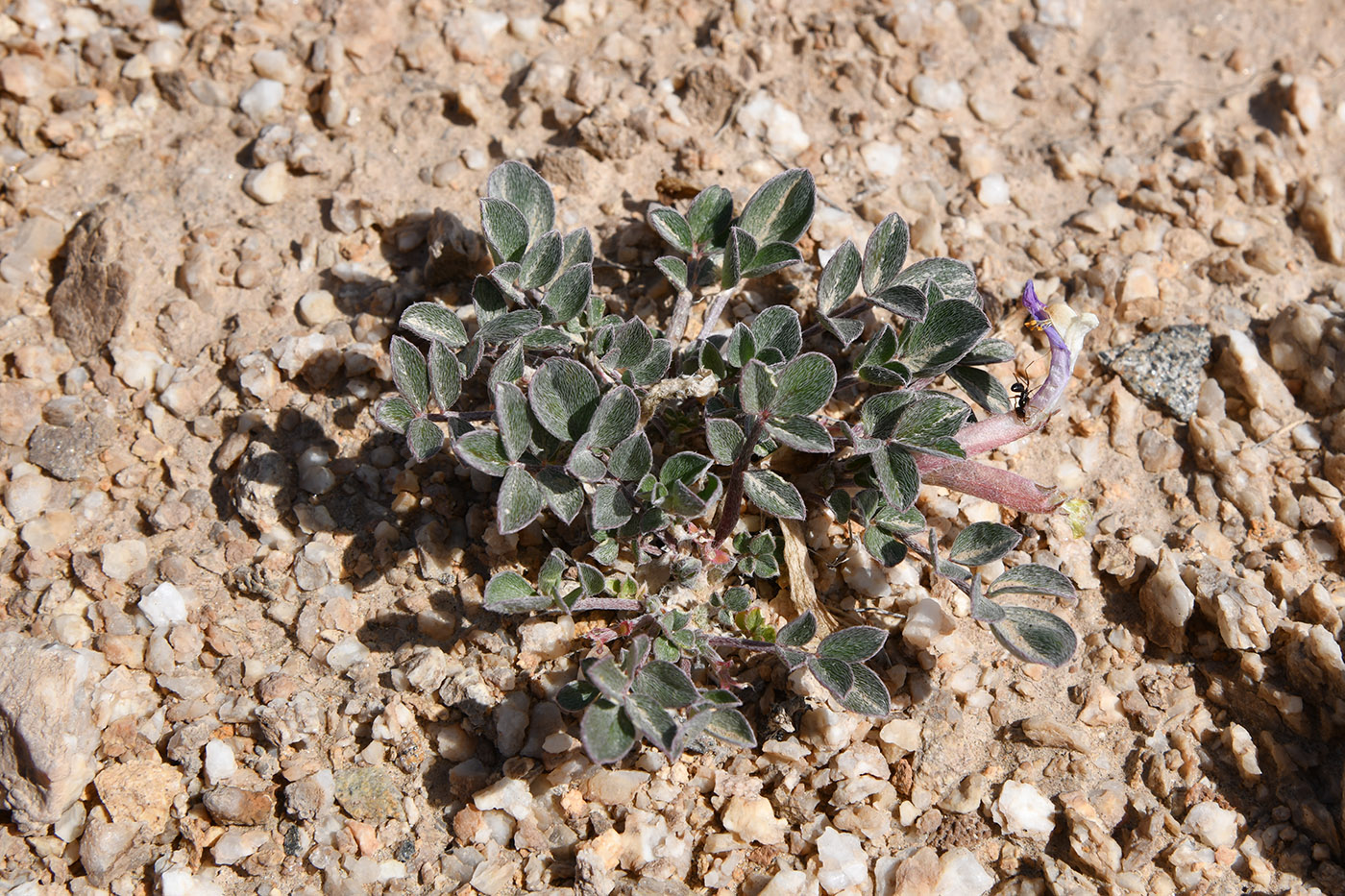 Изображение особи Astragalus subbijugus.