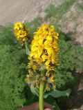 Ligularia alpigena