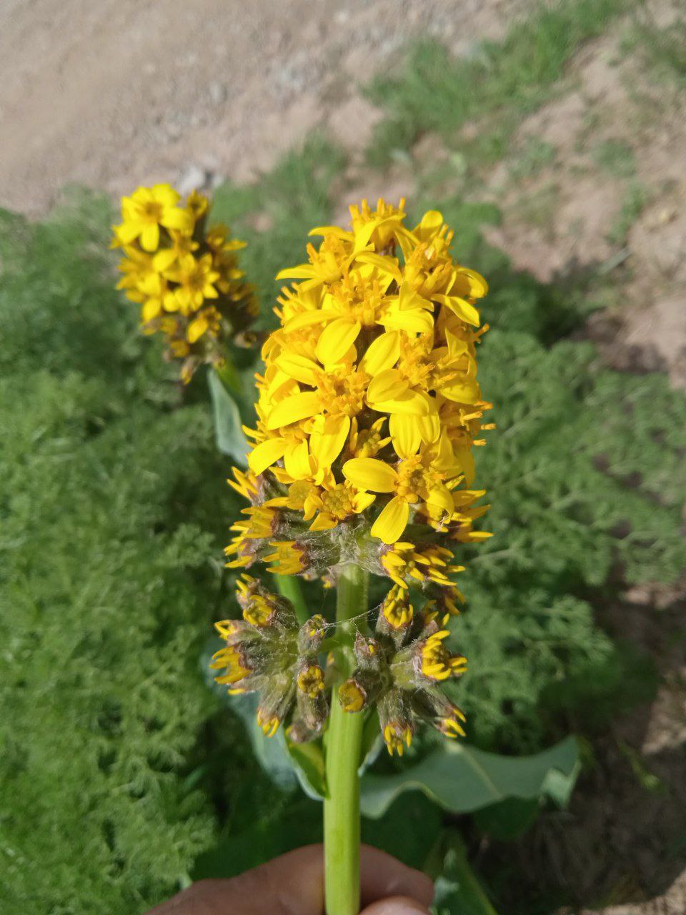 Image of Ligularia alpigena specimen.