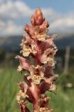 Orobanche alba f. maxima