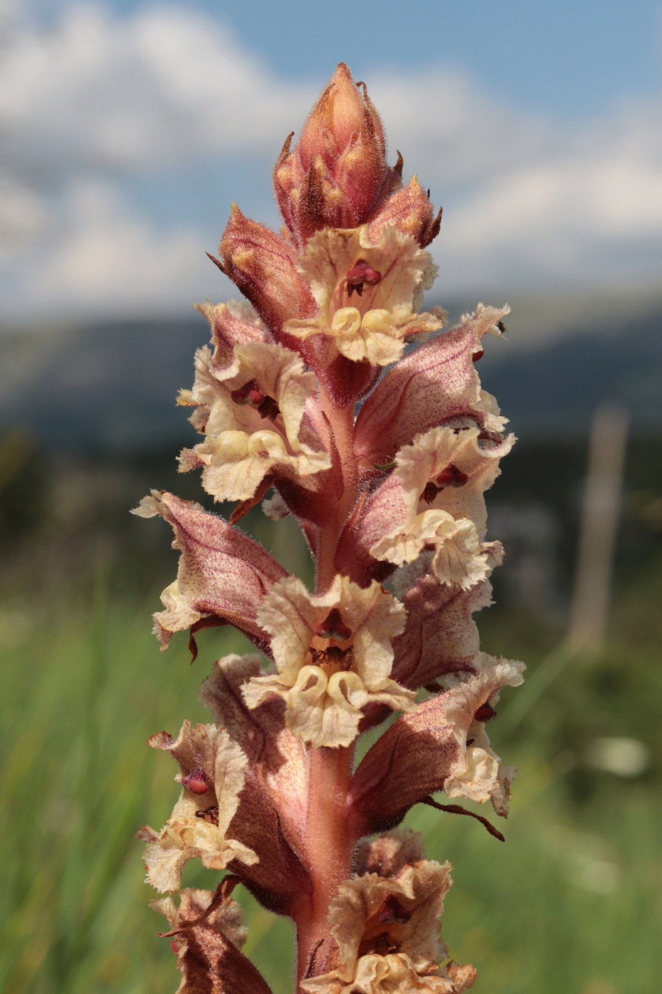 Image of Orobanche alba f. maxima specimen.