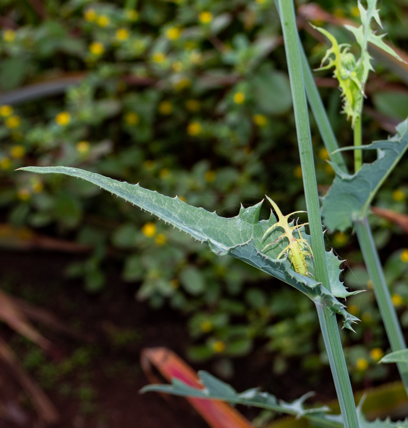 Изображение особи Sonchus oleraceus.
