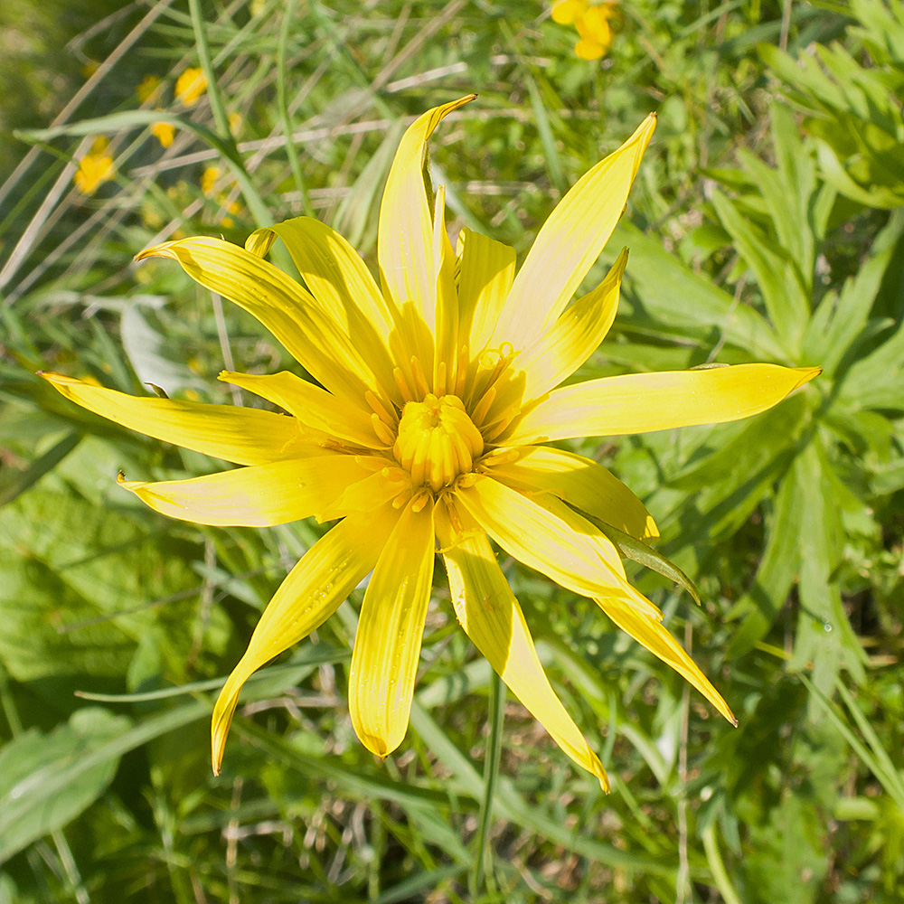 Изображение особи Tragopogon reticulatus.