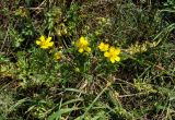 genus Ranunculus