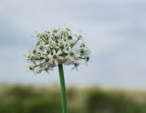 род Allium