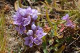 Gentianella biebersteinii