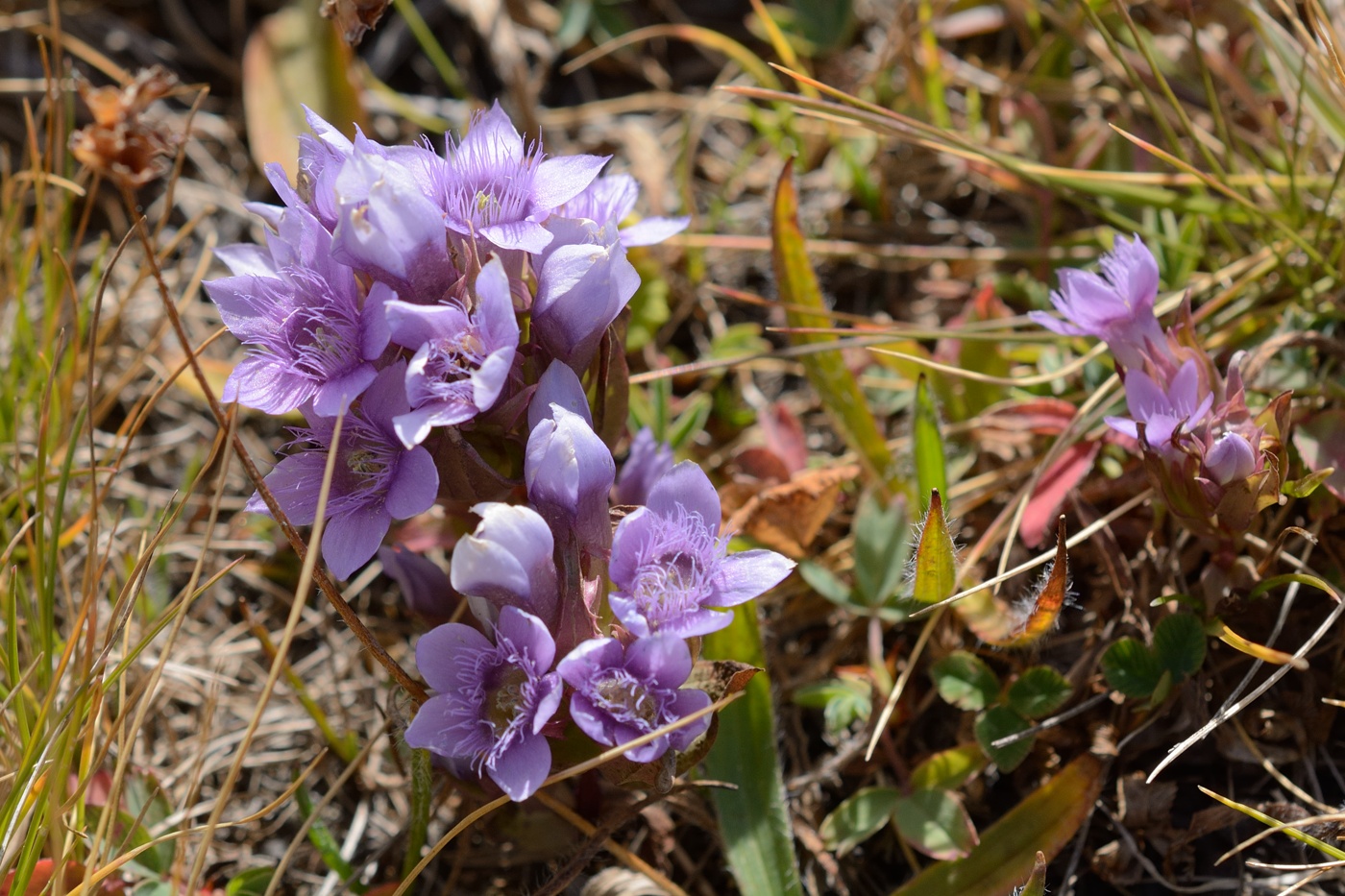 Изображение особи Gentianella biebersteinii.