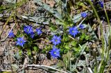 Gentiana karelinii