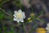 Scabiosa ochroleuca. Соцветие и стеблевой лист. Ингушетия, Джейрахский р-н, ур. Вовнушки, ≈ 1200 м н.у.м., подножие лугового склона, у дороги. 24.07.2022.