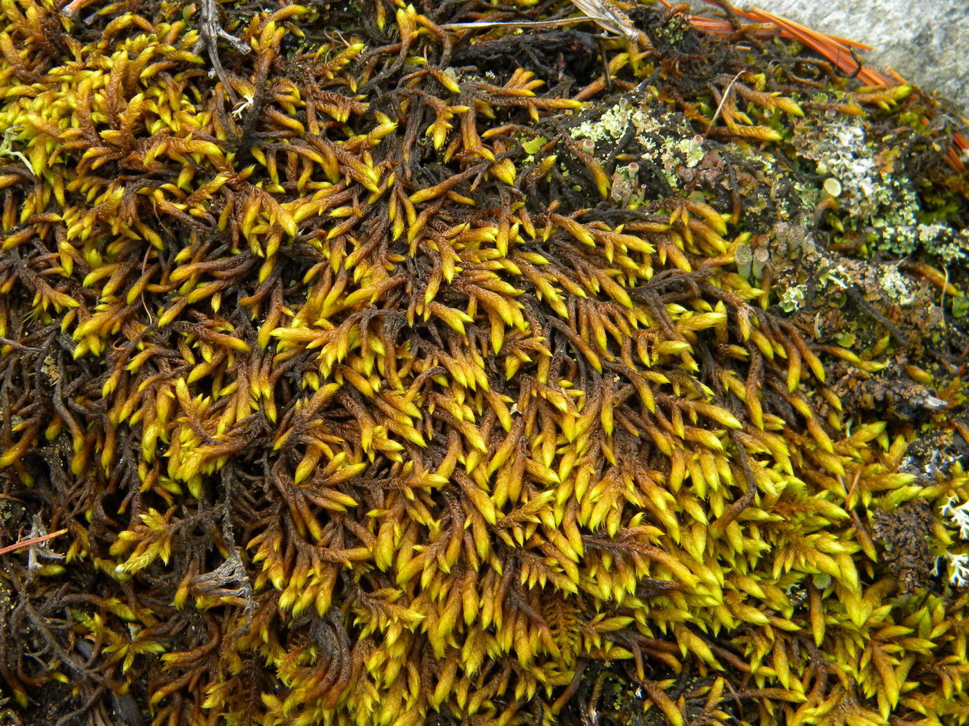 Image of Scorpidium scorpioides specimen.