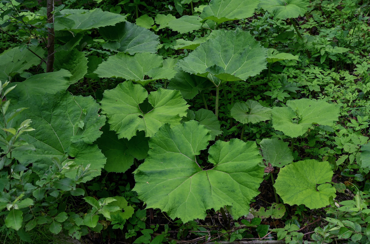 Изображение особи Petasites hybridus.