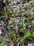 Erigeron acris