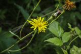 Crepis sibirica