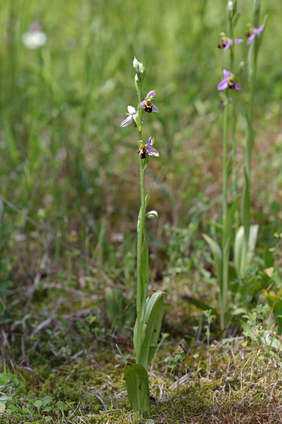 Изображение особи Ophrys apifera.