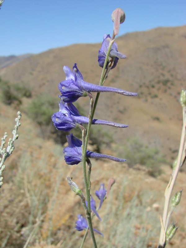 Изображение особи Delphinium batalinii.