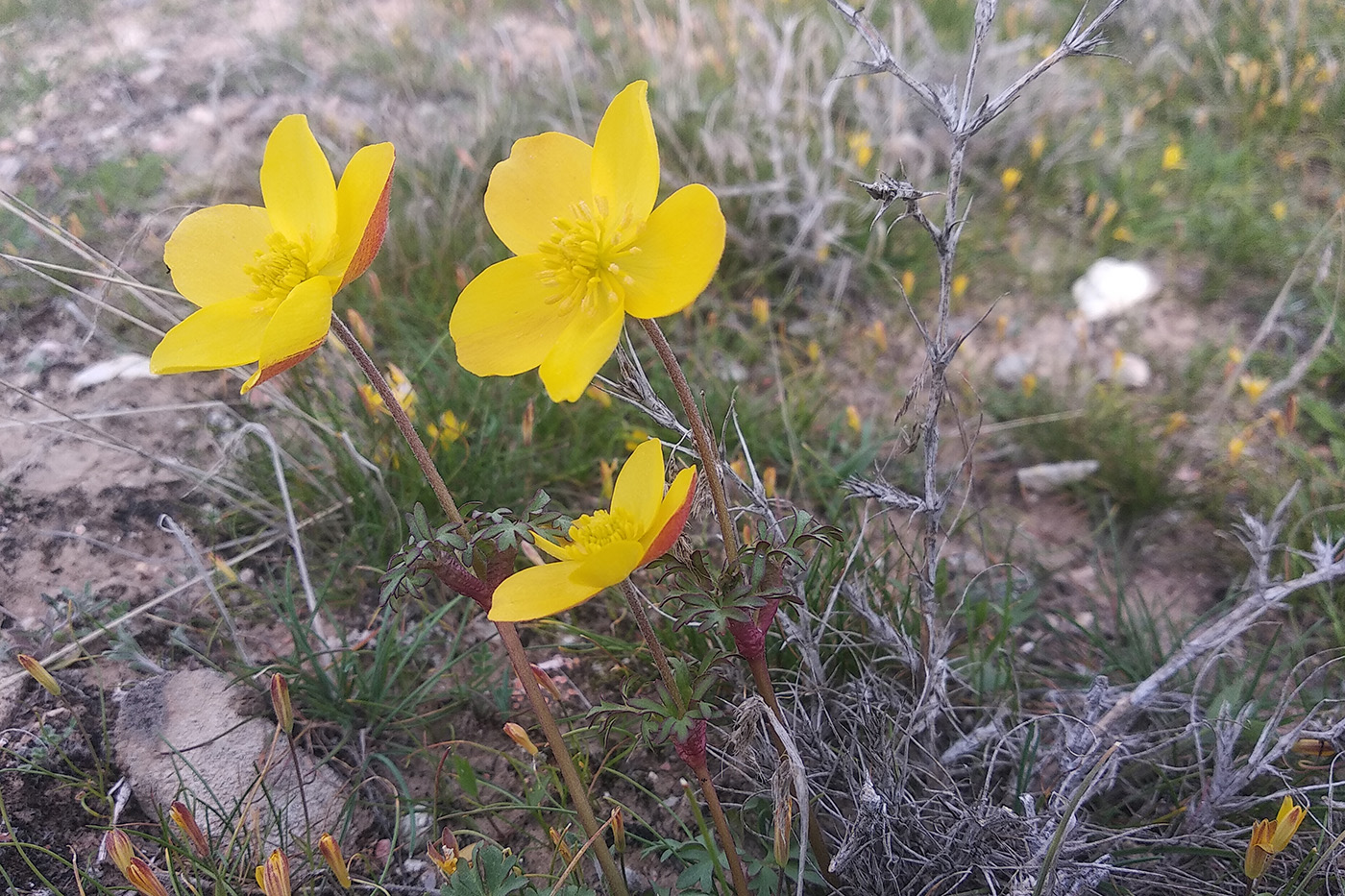 Image of Anemone petiolulosa specimen.