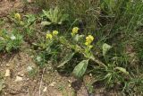 Verbascum thapsus. Поваленное плодоносящее растение, развившее пазушные побеги с соцветиями; слева на заднем плане - вегетирующее растение. Беларусь, Витебская обл., пос. Езерище, дол. р. Оболь у плотины, нарушенный сырой луг, на участке обнажённого грунта. 31.07.2023.