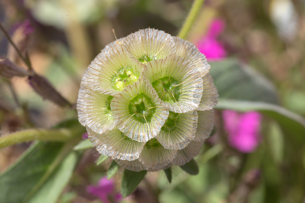 Image of Lomelosia prolifera specimen.