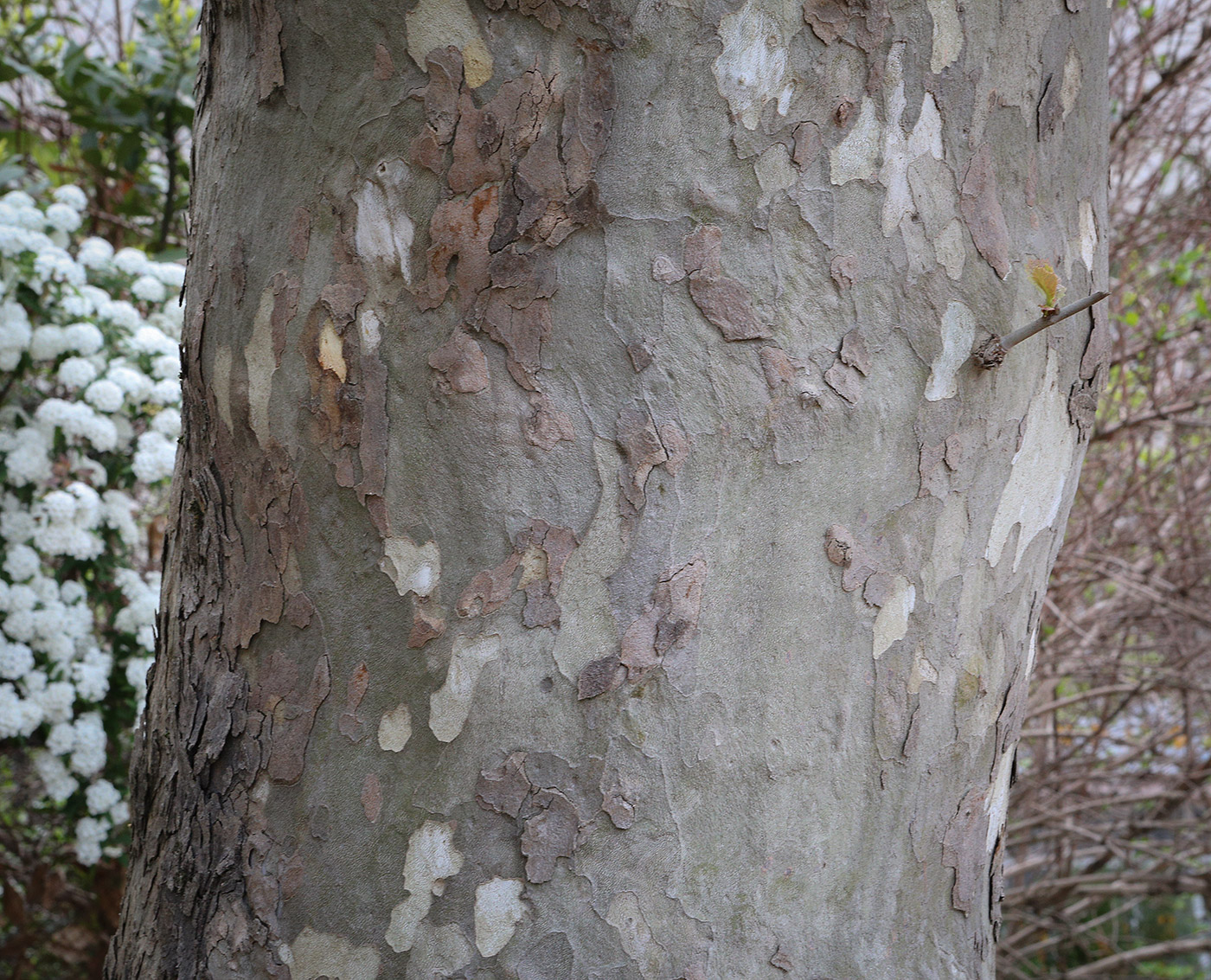 Изображение особи Platanus occidentalis.