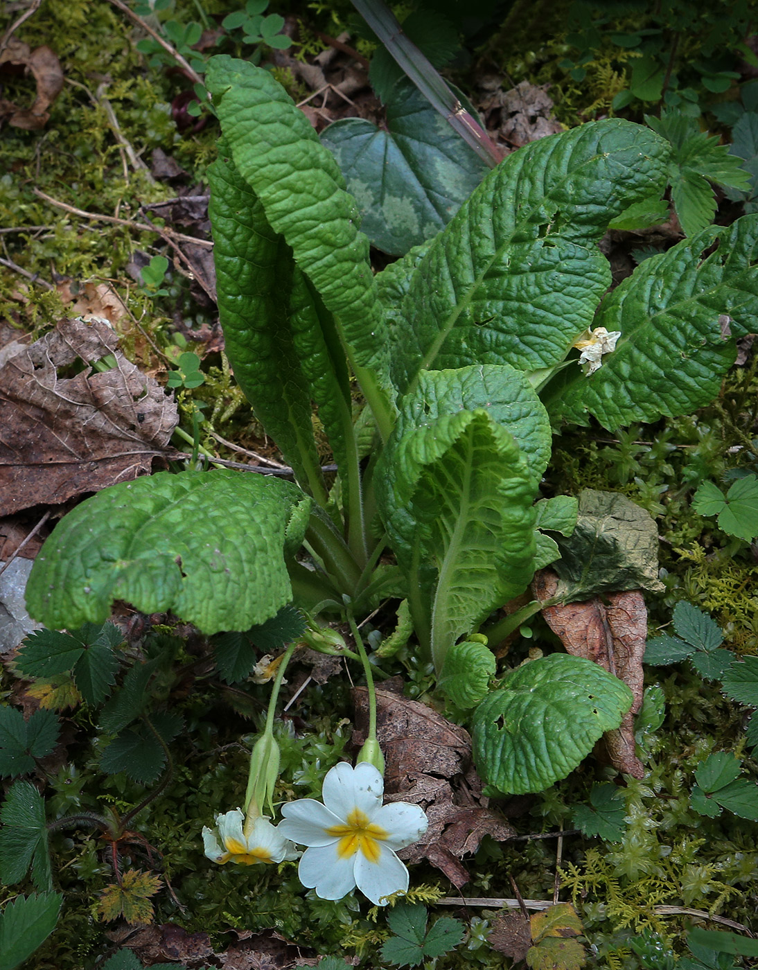 Изображение особи Primula vulgaris.