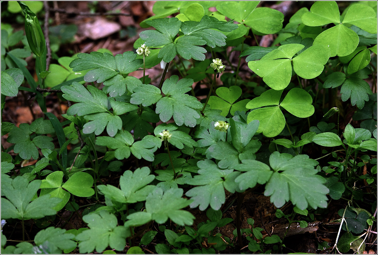 Изображение особи Adoxa moschatellina.