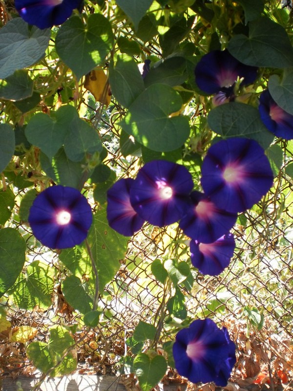 Image of Ipomoea purpurea specimen.