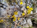 Cornus mas