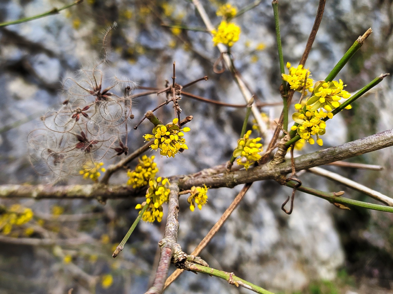 Image of Cornus mas specimen.
