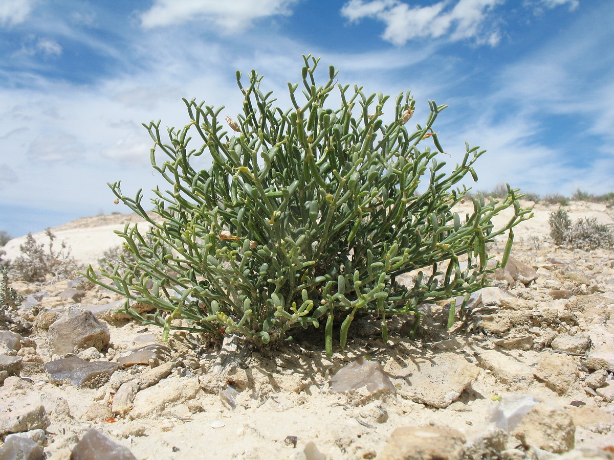 Изображение особи Zygophyllum turcomanicum.