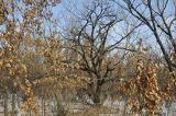 Quercus mongolica