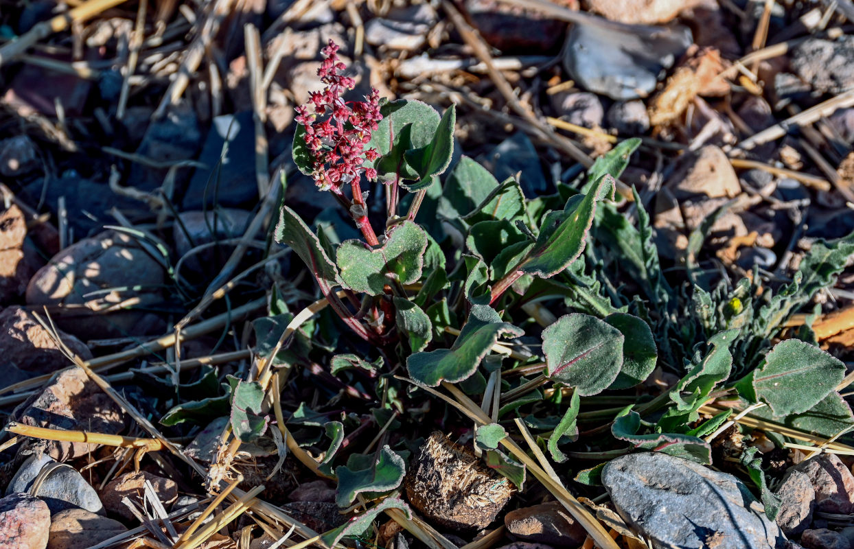 Image of Rumex simpliciflorus specimen.