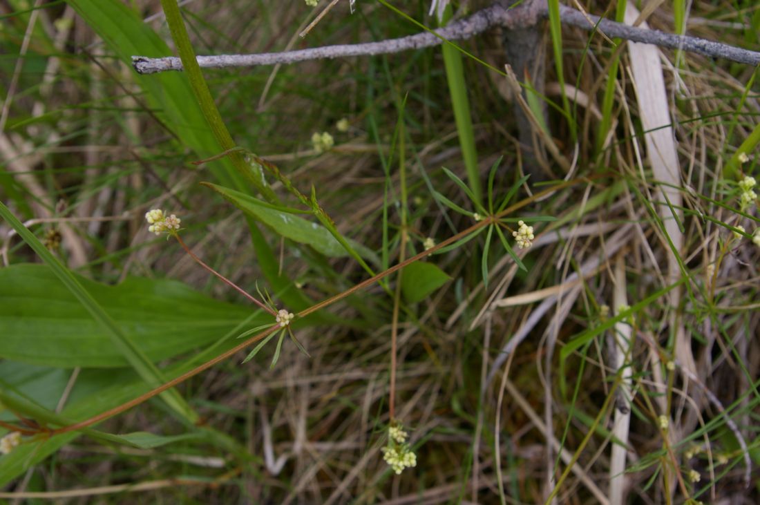 Image of Galium pumilum specimen.