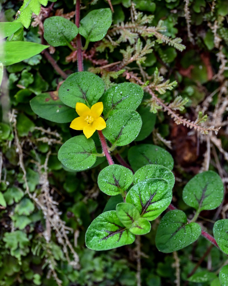 Изображение особи Lysimachia chekiangensis.