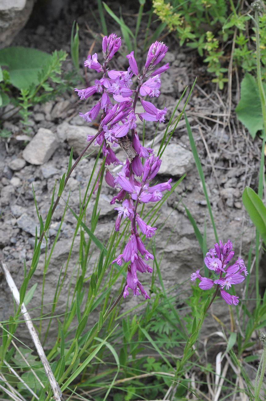 Изображение особи Polygala major.