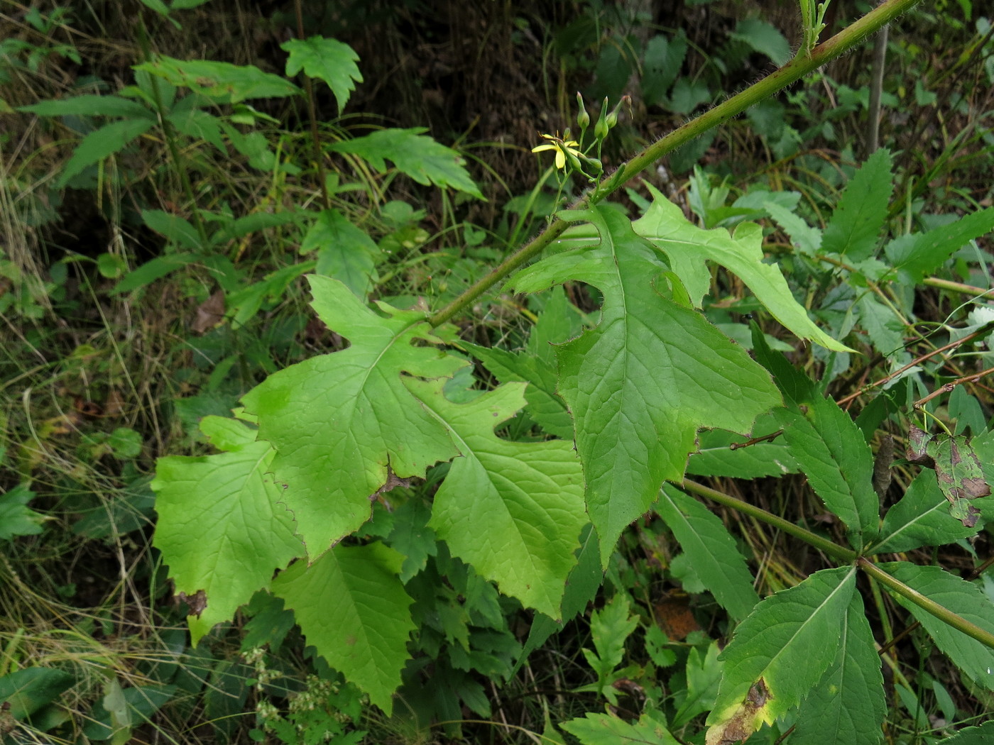 Изображение особи Lactuca raddeana.