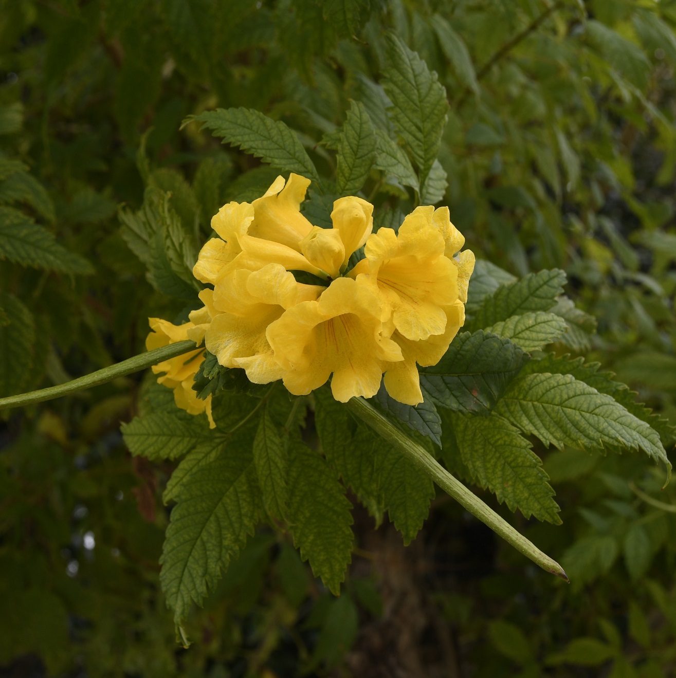 Image of Tecoma castanifolia specimen.