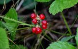 Rubus saxatilis