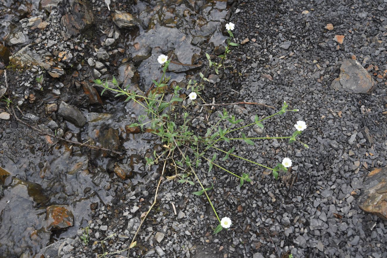 Image of familia Caryophyllaceae specimen.