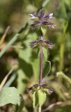 Stachys arvensis