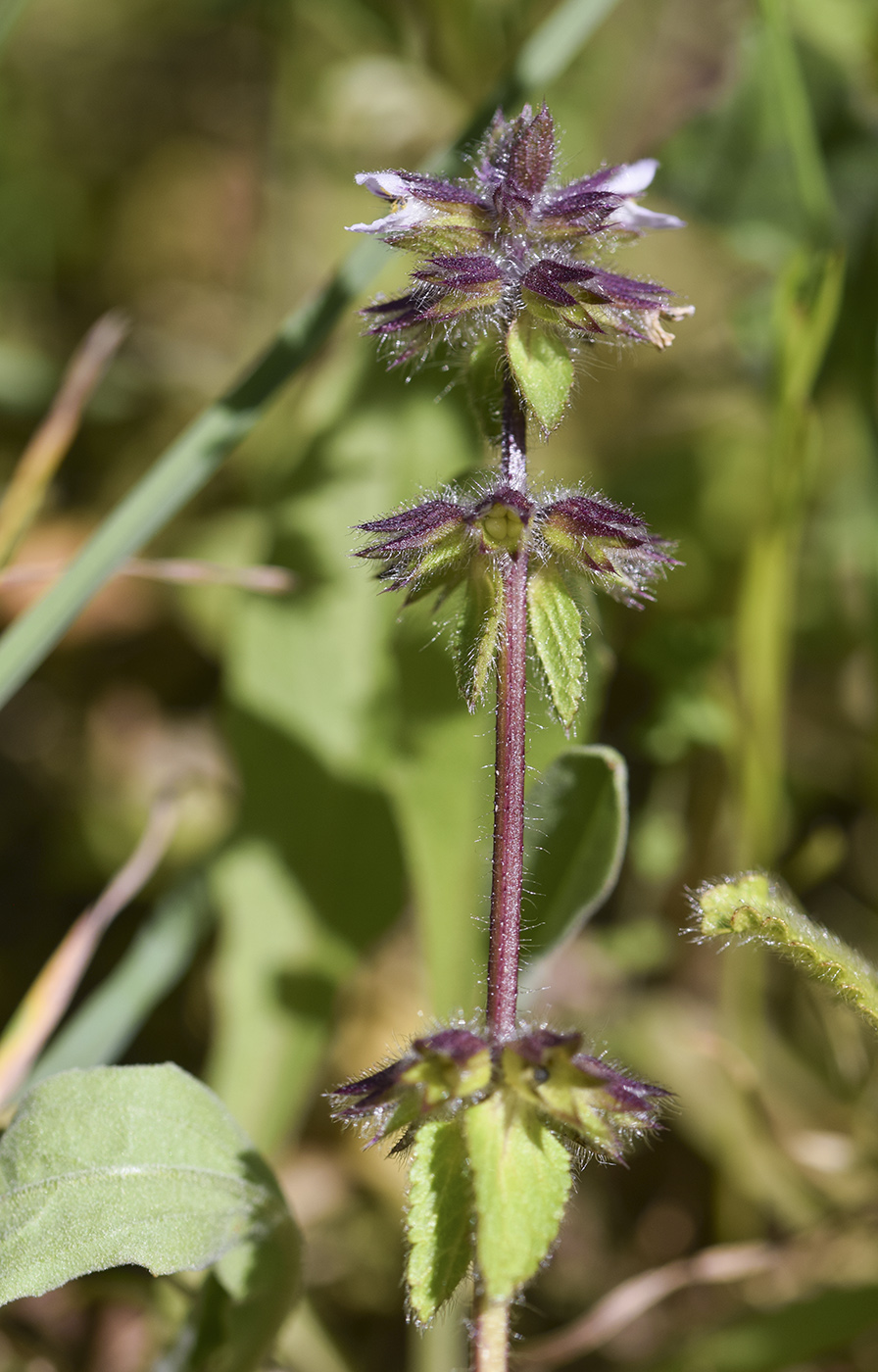Изображение особи Stachys arvensis.