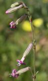 Silene colorata. Верхняя часть соцветия. Израиль, г. Кирьят-Оно, газон. 03.03.2011.